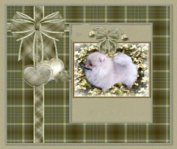 Cararay Poms,Show Pomeranians, puppies for sale , poms, champion puppies, Jan Shar Pomeranian, Pomeranian Puppies